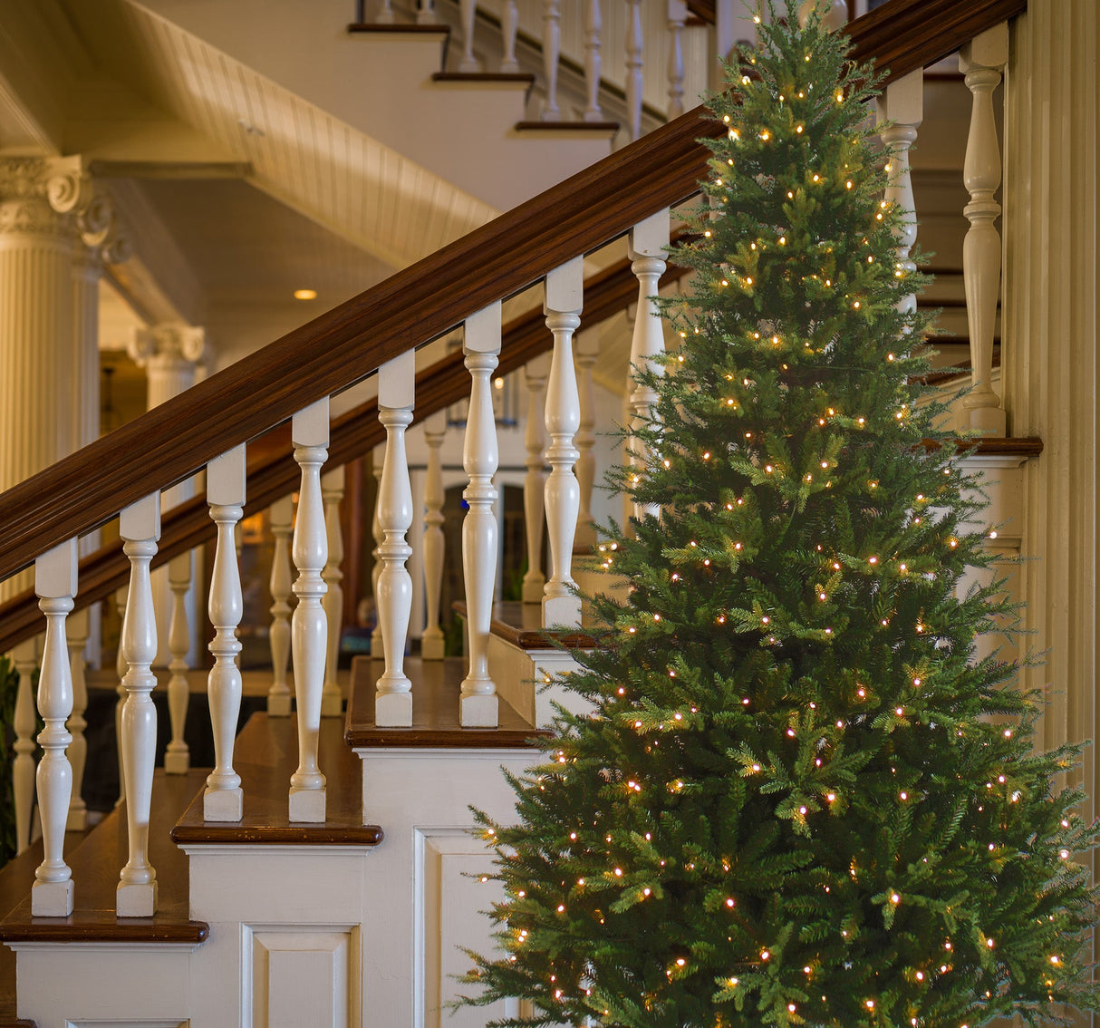 7.5  Foot New Haven Fraser Fir