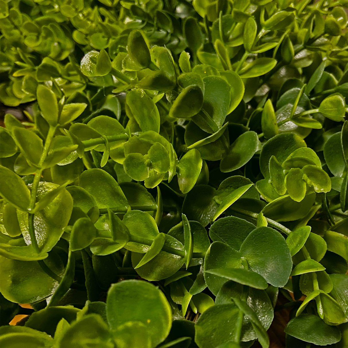 24 Inch Premium Artificial Boxwood Wreath - 100% Recycled Plastic & Natural Grapevine