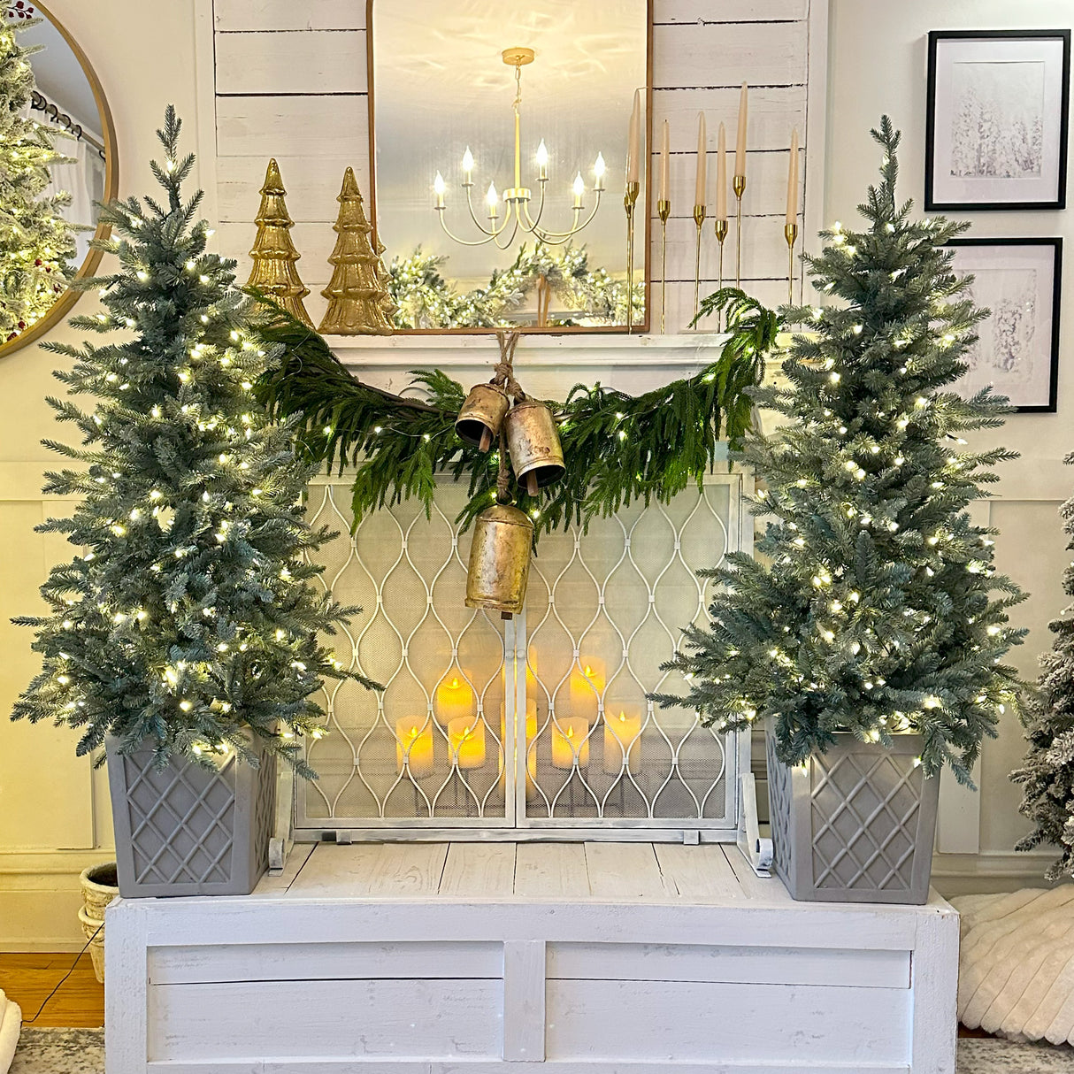 4.5 Foot Barcelona Blue Spruce Potted Tree