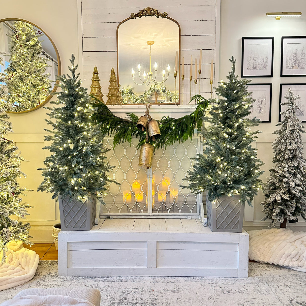 4.5 Foot Barcelona Blue Spruce Potted Tree