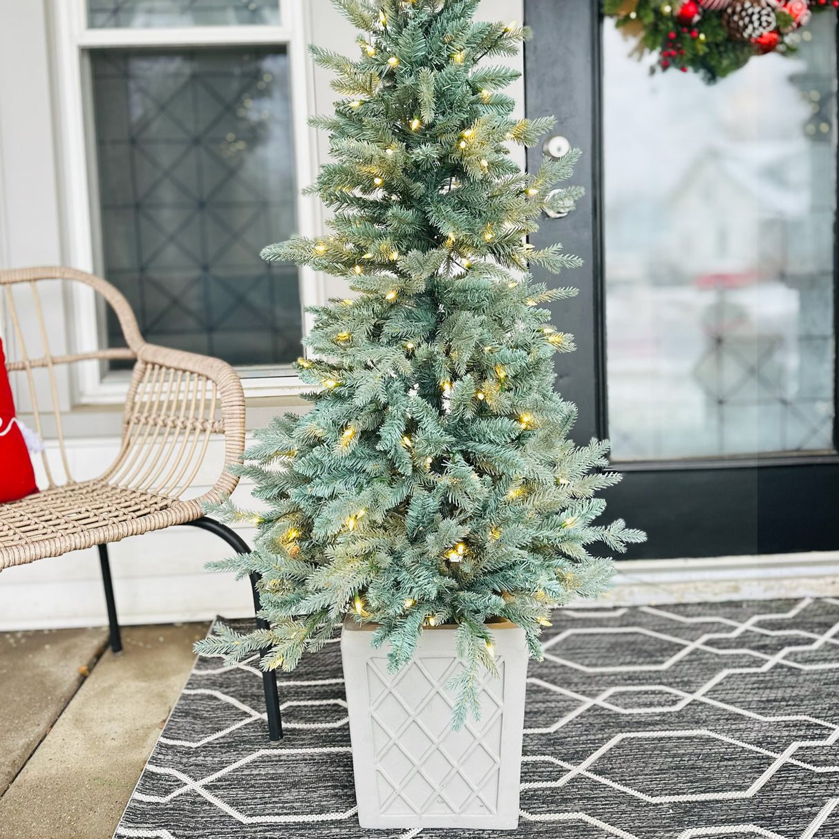 4.5 Foot Barcelona Blue Spruce Potted Tree