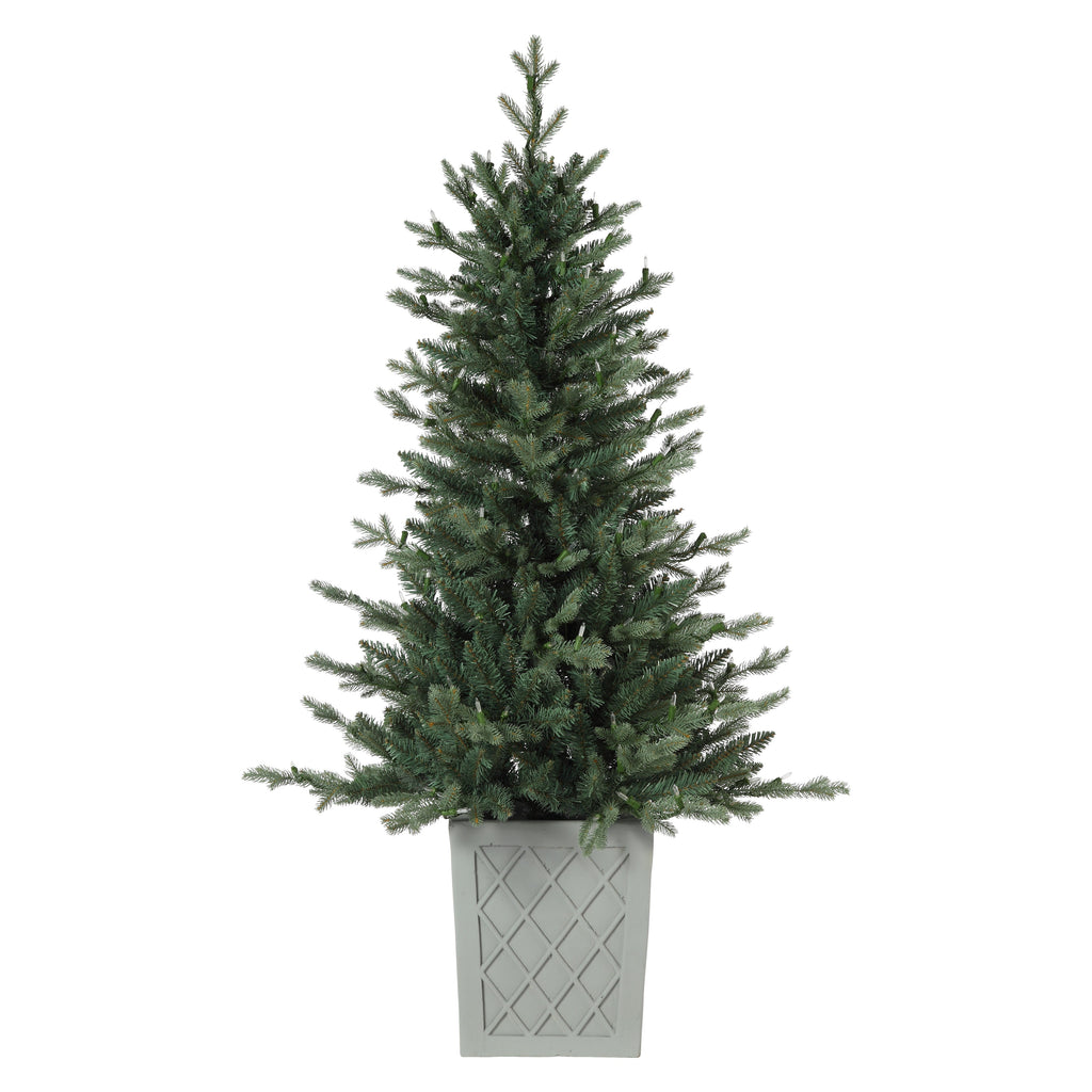 4.5 Foot Barcelona Blue Spruce Potted Tree