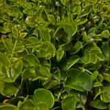 24 Inch Premium Artificial Boxwood Wreath - 100% Recycled Plastic & Natural Grapevine
