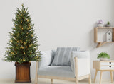 New Haven Fraser Fir 4.5 Ft. Potted Tree (Set of 2)