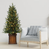 New Haven Fraser Fir 4.5 Ft. Potted Tree (Set of 2)