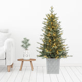 4.5 Ft. Barcelona Blue Spruce Potted Tree (Set of 2)