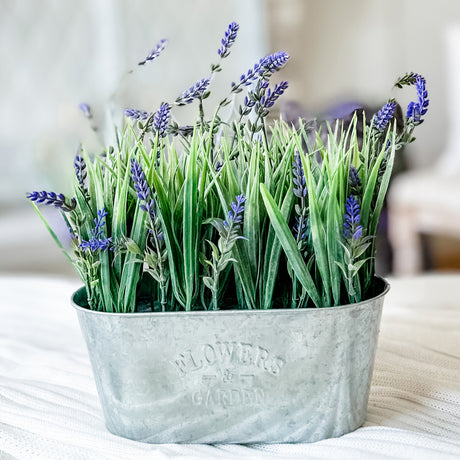 10 Inch Lavender in Galvanized Metal Pot