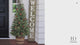 4 Ft. Tall Whiskey Barrel Potted Christmas Tree with Warm White T5 LED Lights - Pre-Lit Christmas Tree in Resin Barrel Pot