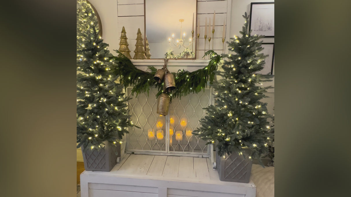 4.5 Foot Barcelona Blue Spruce Potted Tree