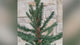 4.5 Ft. Alberta Alpine Potted Tree with 120 Warm White LED Lights - Twinkle and Steady Light Functions, Battery-Operated with Timer
