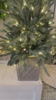 4.5 Foot Barcelona Blue Spruce Potted Tree