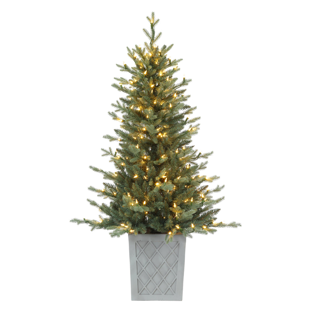 4.5 Foot Barcelona Blue Spruce Potted Tree