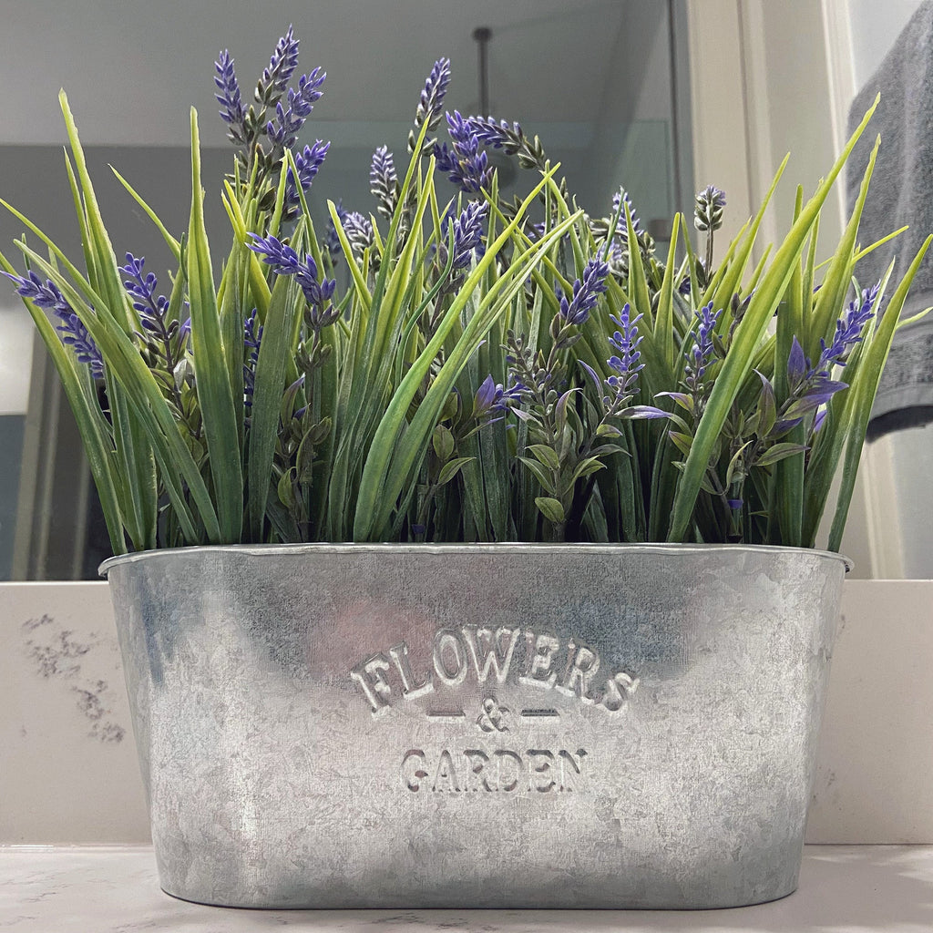 Lavender Planter - 10 Inch Lavender In Galvanized Metal Pot